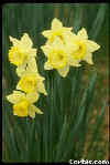 http://masoudi.3dup.net/images/flower4.jpg (10986 bytes)